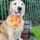 Fall Carnival Bandana