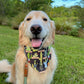 Costumed Cacti Bandana