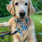 Library Pups Bandana