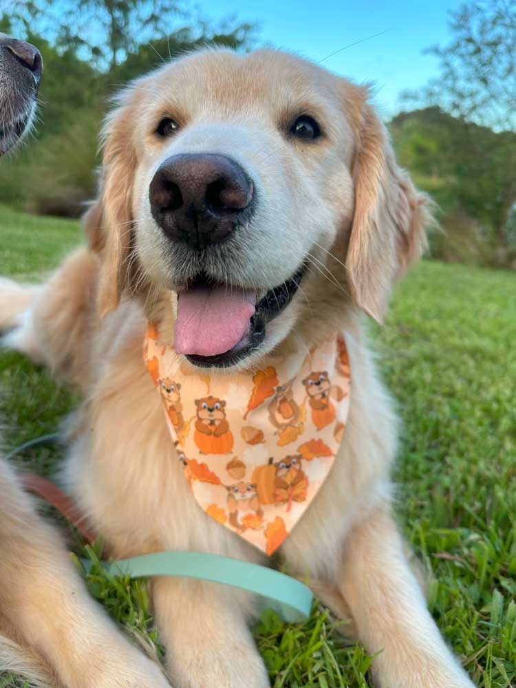 Hogging Fall Bandana