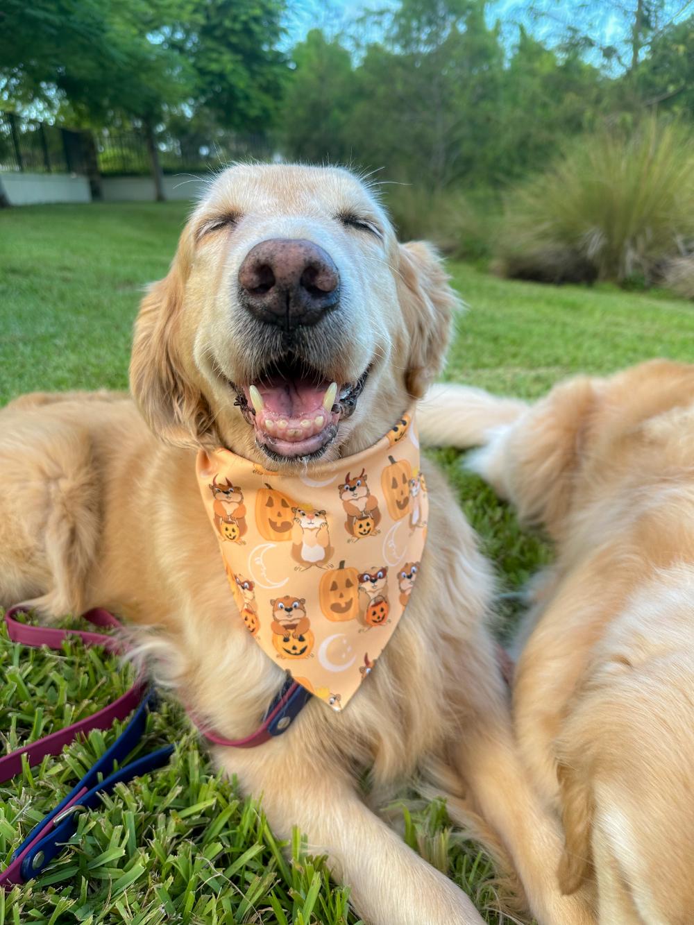 Halloween Hogs Bandana