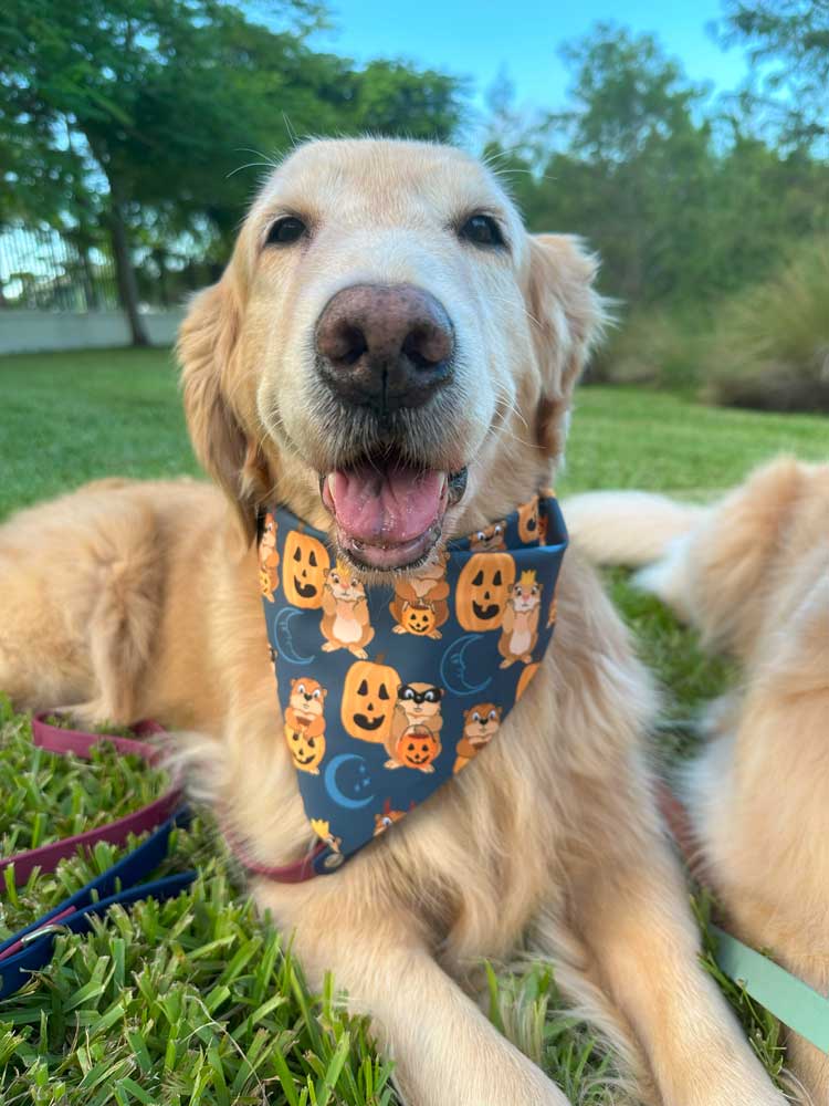 Halloween Hogs Bandana