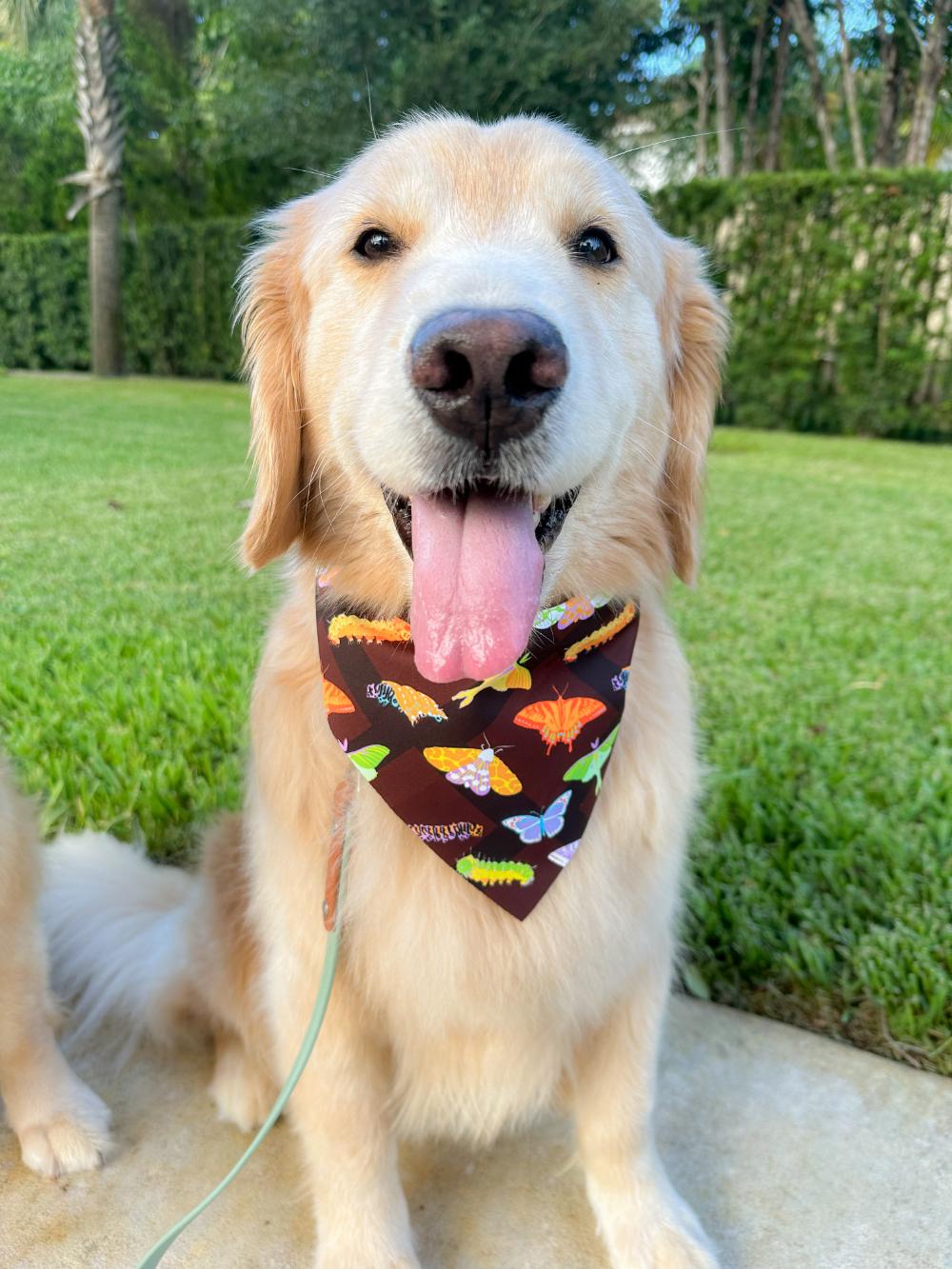 Snug as a Bug Bandana