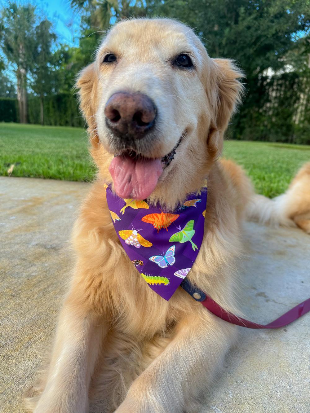 Snug as a Bug Bandana