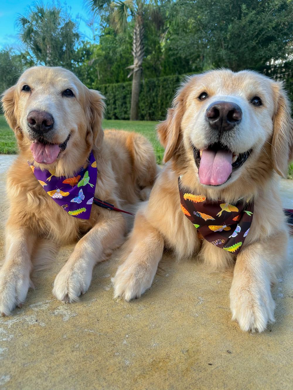 Snug as a Bug Bandana