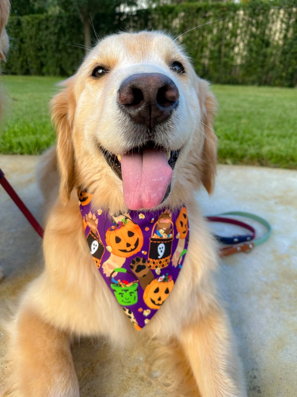 Candy Buckets Bandana