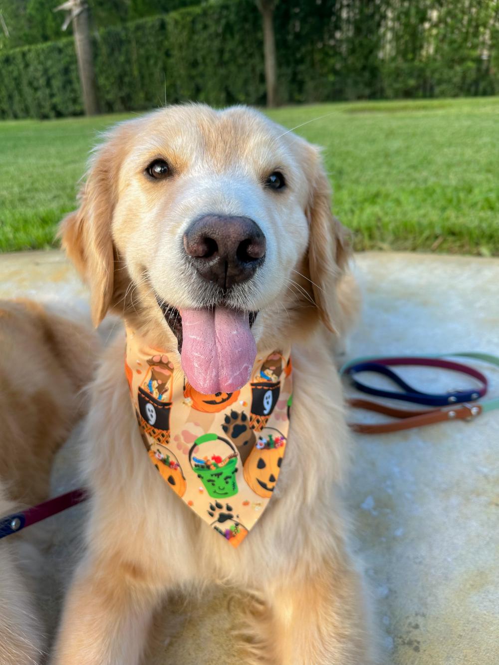 Candy Buckets Bandana