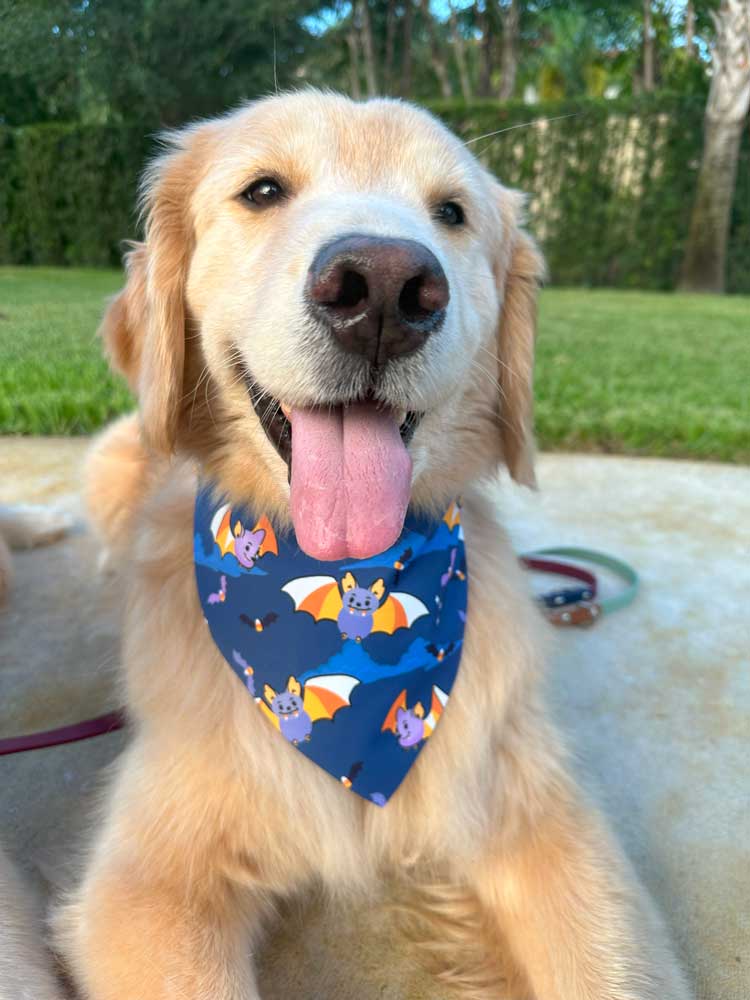 Sweet Fang Bandana