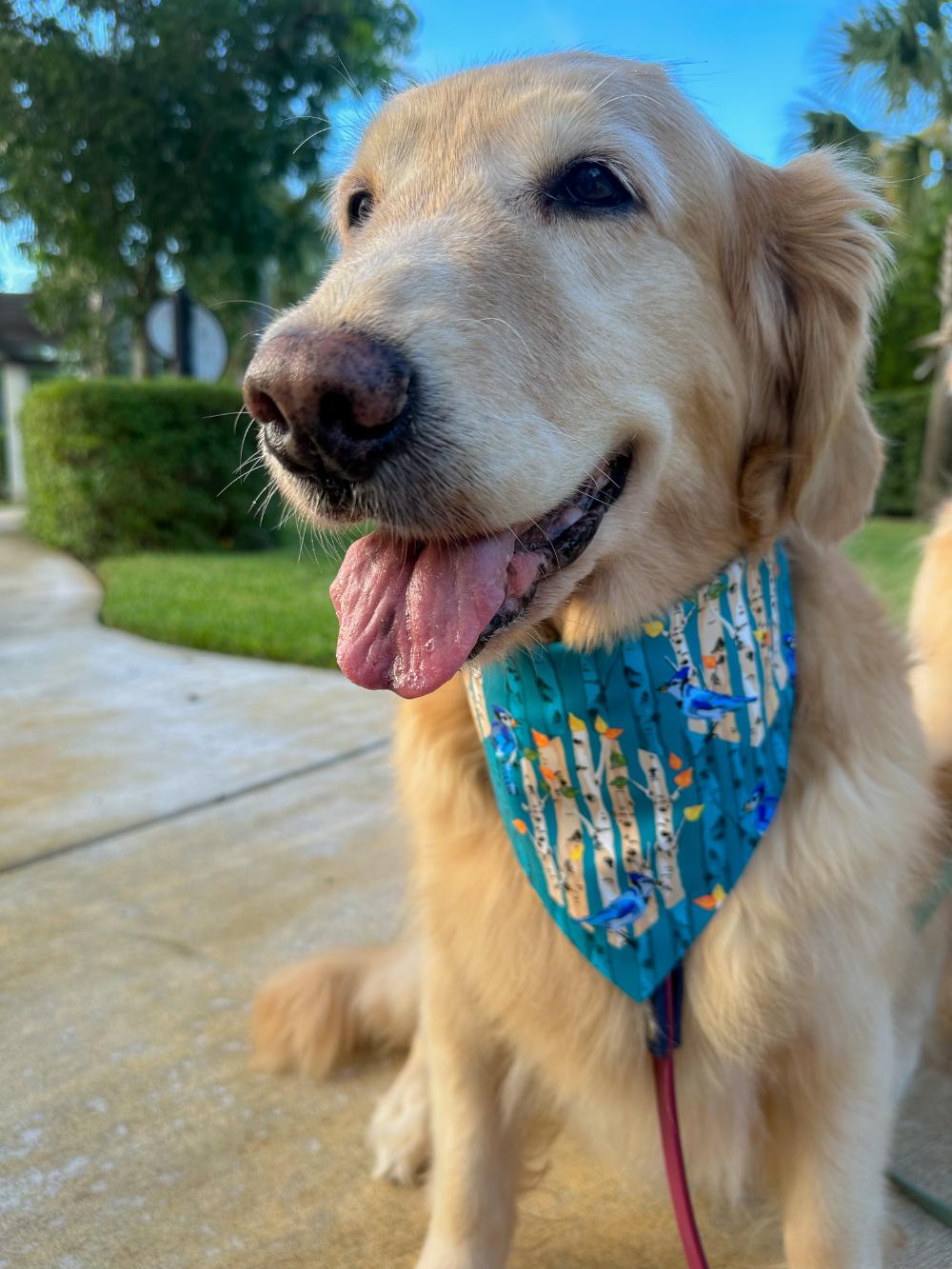 Blue Birch N Harmony Bandana