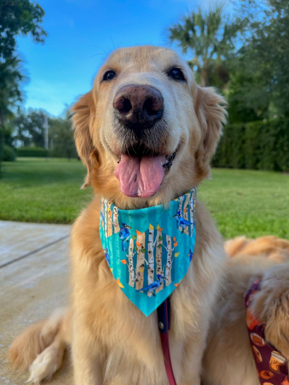 Blue Birch N Harmony Bandana