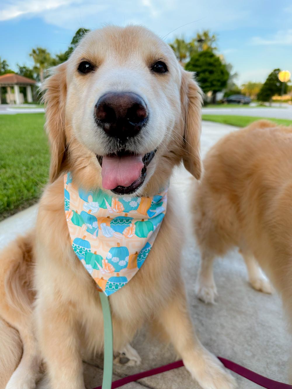 Aegean Pumpkins Bandana