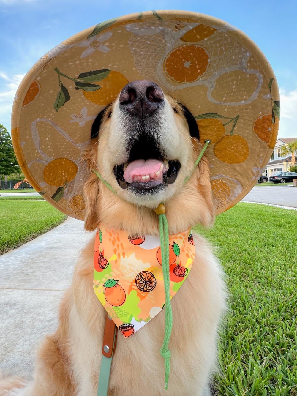 Basic Oranges Bandana