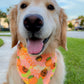 Basic Oranges Bandana