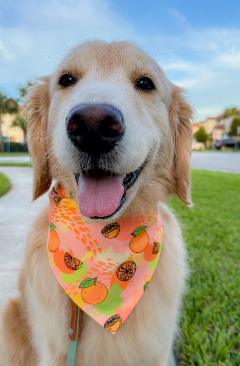 Basic Oranges Bandana