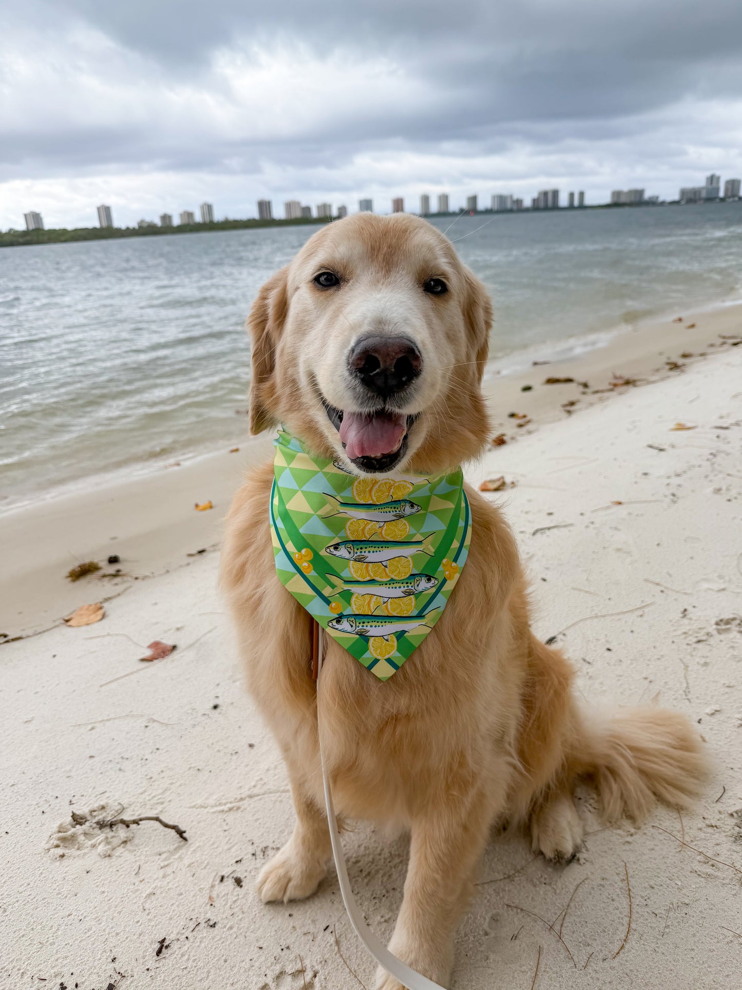 Sardines and Lemons  Bandana