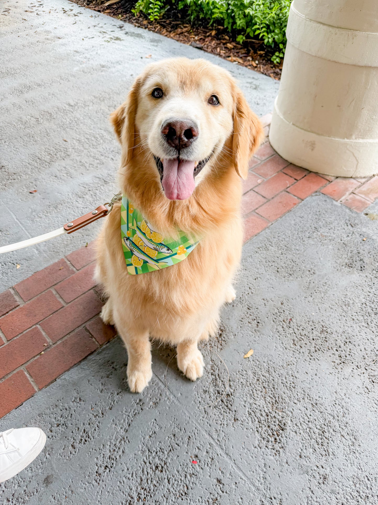Sardines and Lemons  Bandana