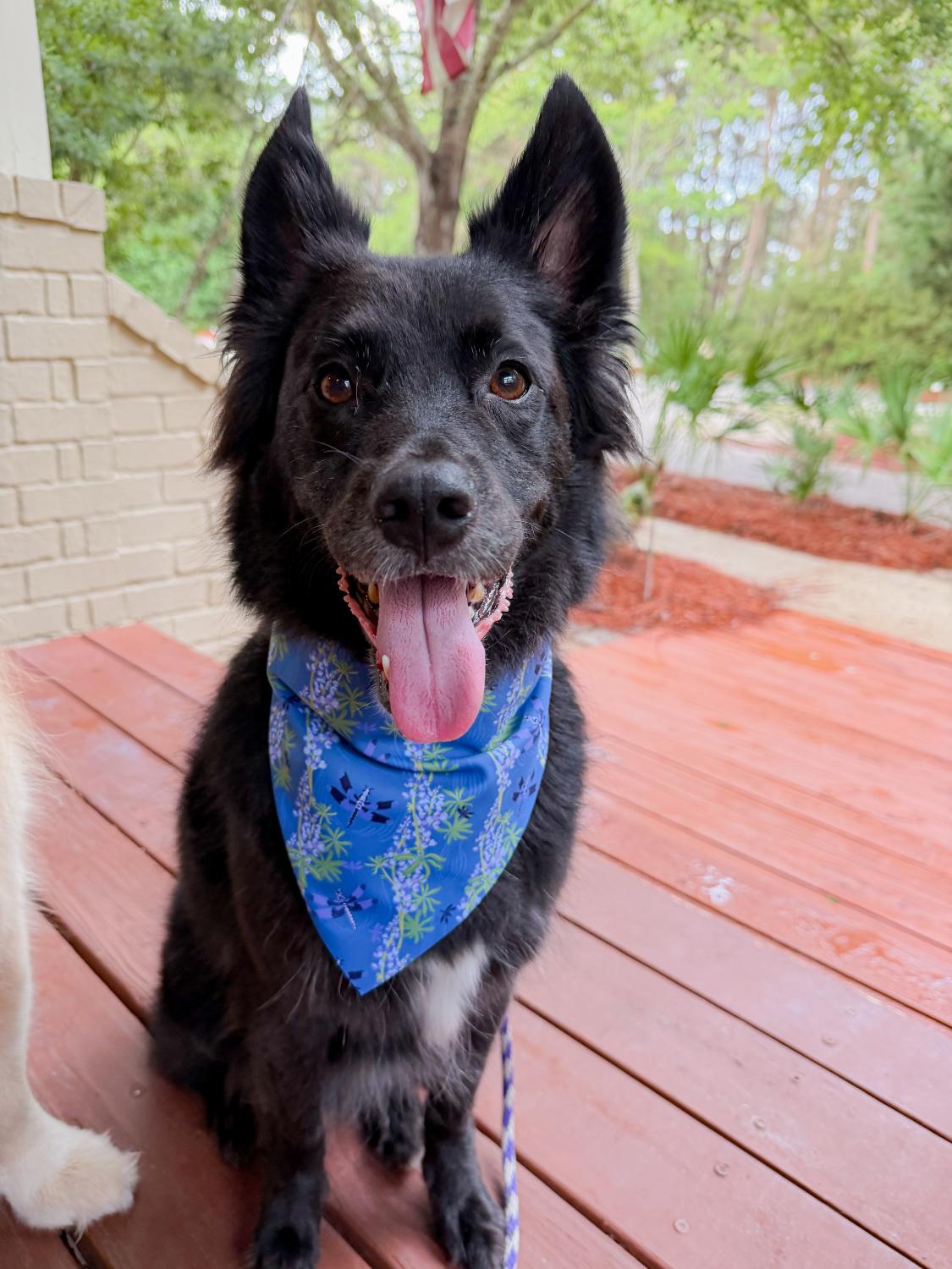 Lupines & Dragonflies Bandana