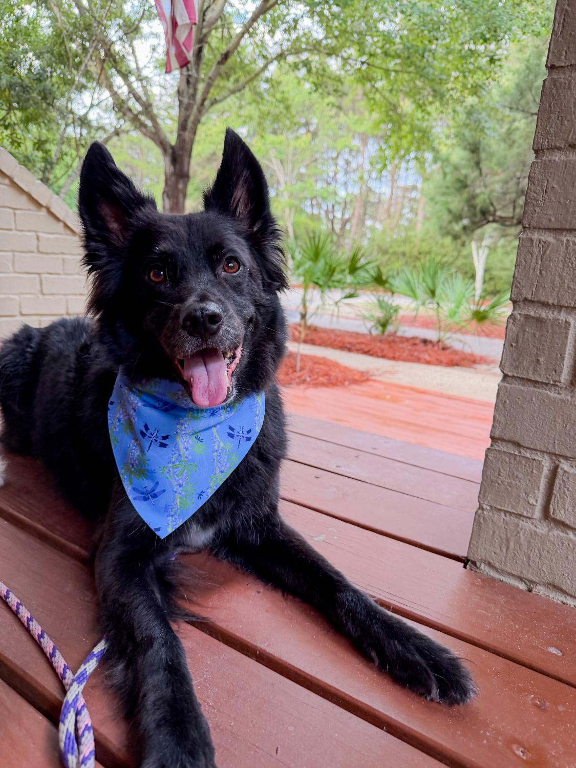 Lupines & Dragonflies Bandana