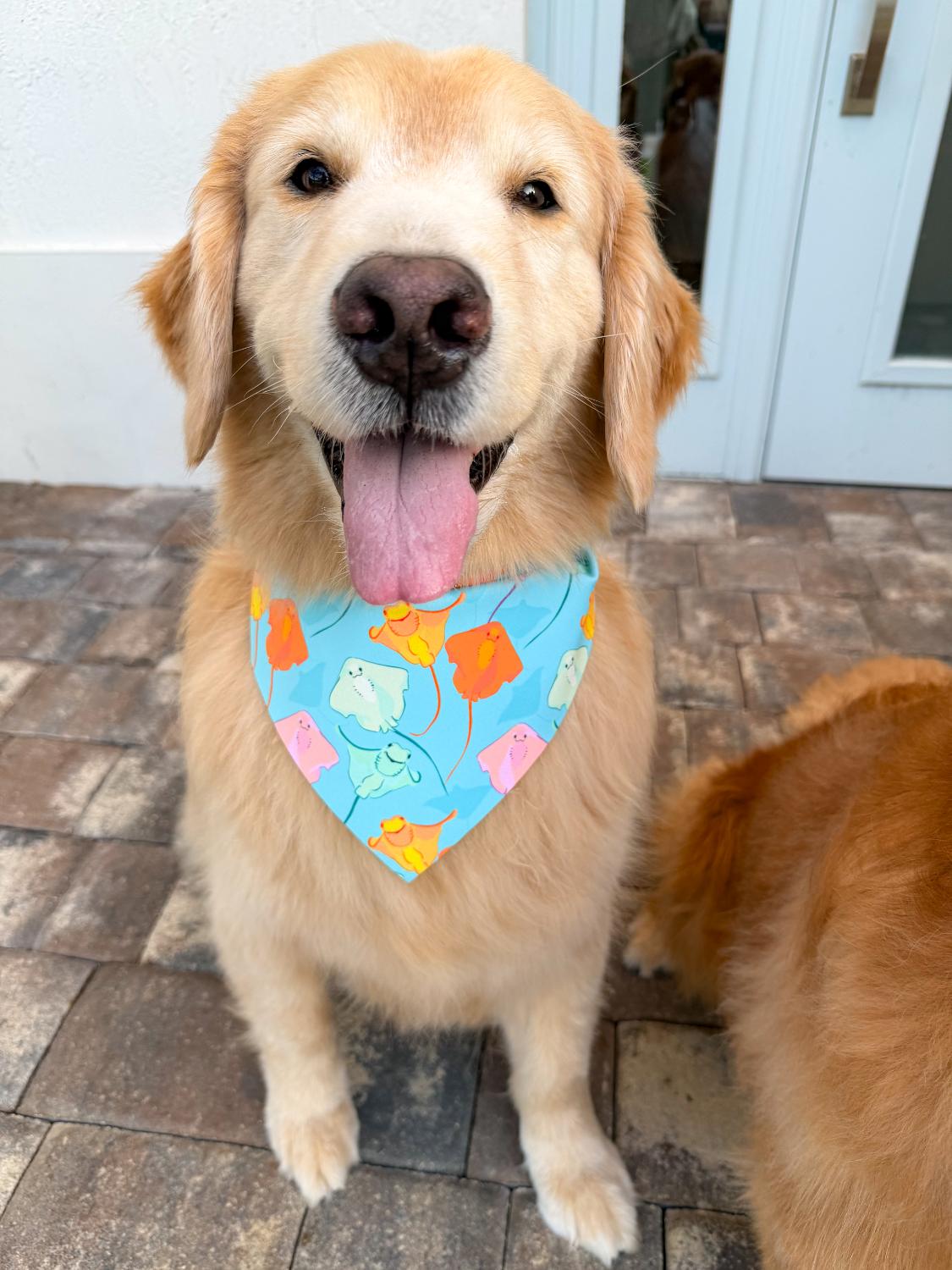 Smiling Stingrays Bandana