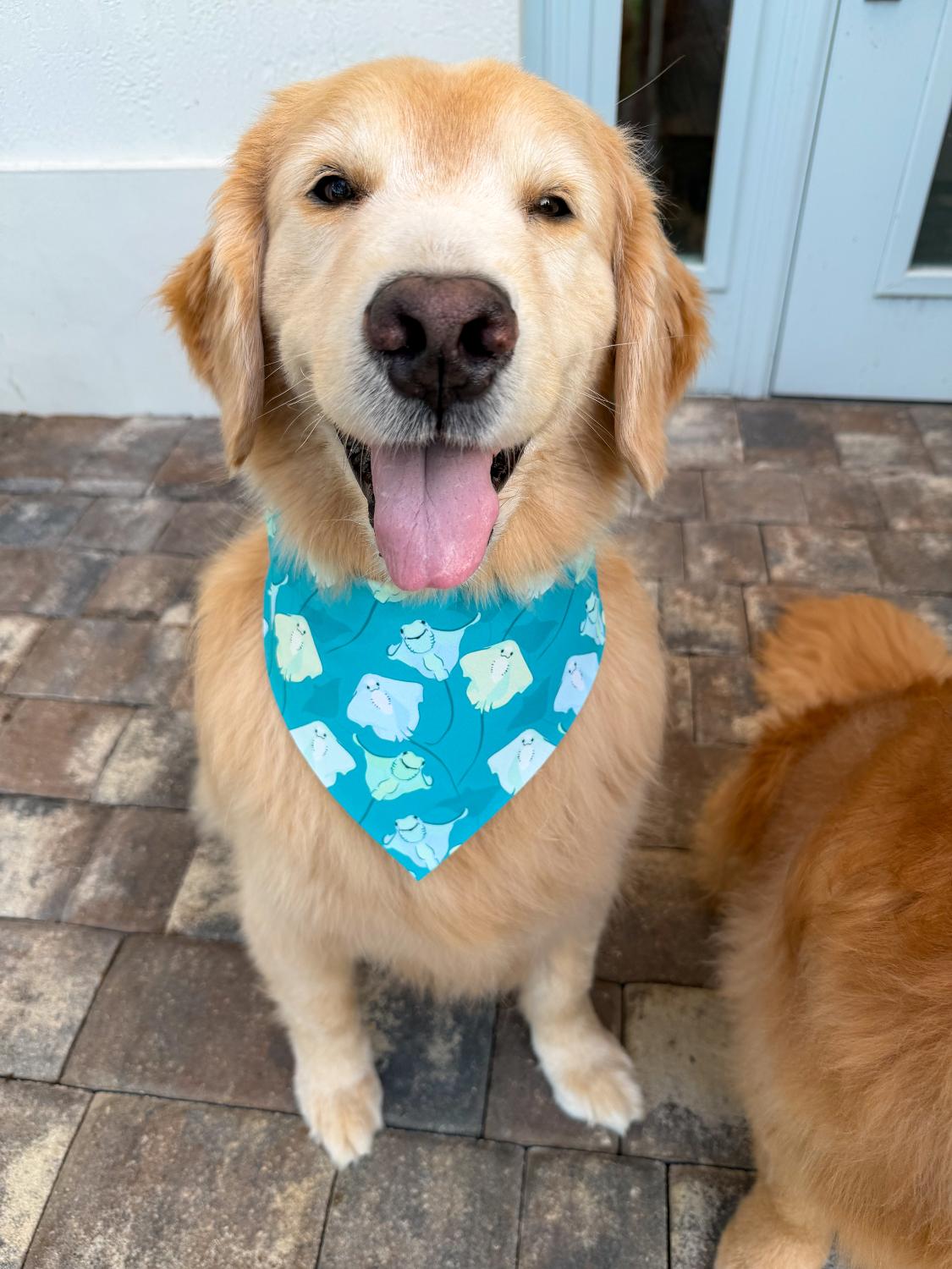 Smiling Stingrays Bandana