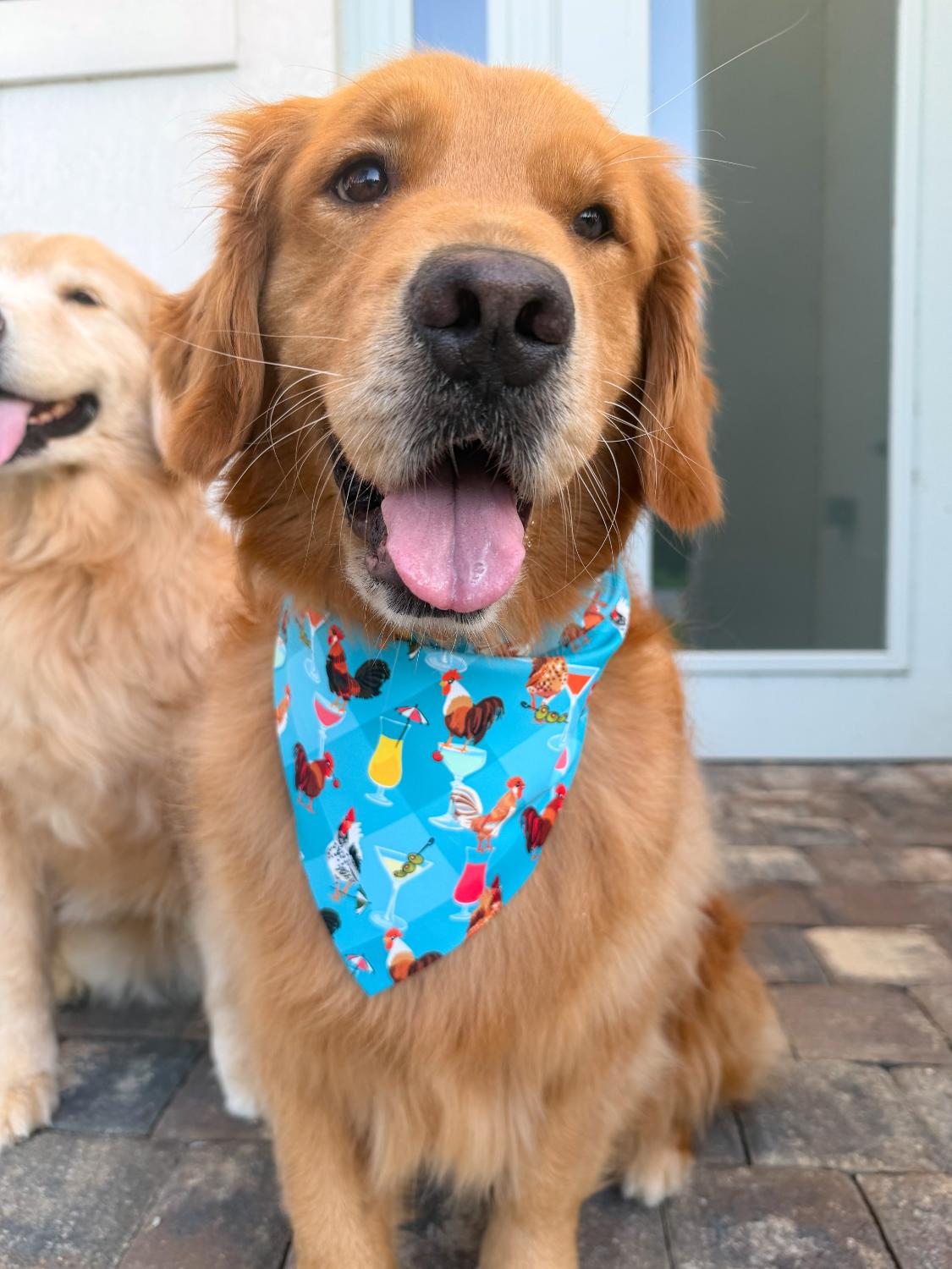 Cocktail-a-doodle-do Bandana