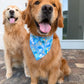 Paisley Skies Bandana