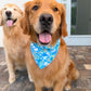 Paisley Skies Bandana