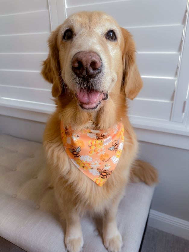 Bee My Honey Pie Valentine Bandana