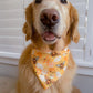 Bee My Honey Pie Valentine Bandana