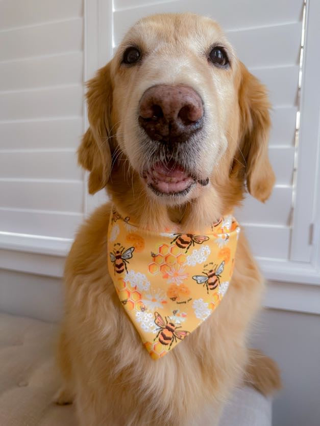 Bee My Honey Pie Valentine Bandana