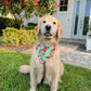 Dragon Fruit Bandana