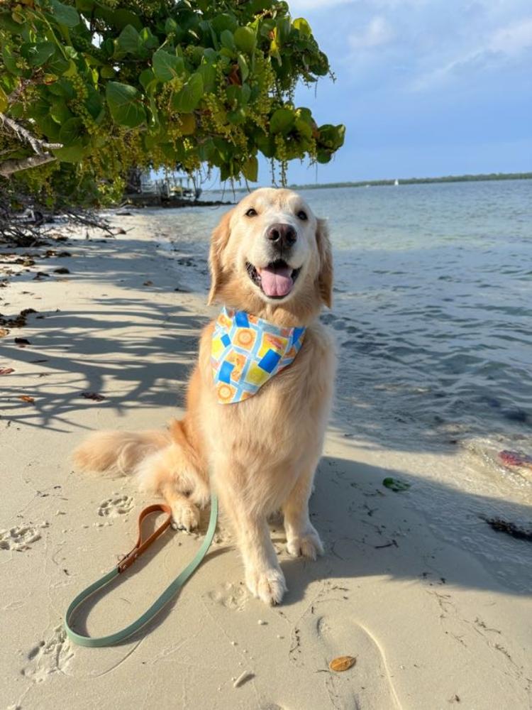 Happiness Passport Bandana