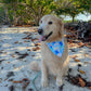Happiness Passport Bandana
