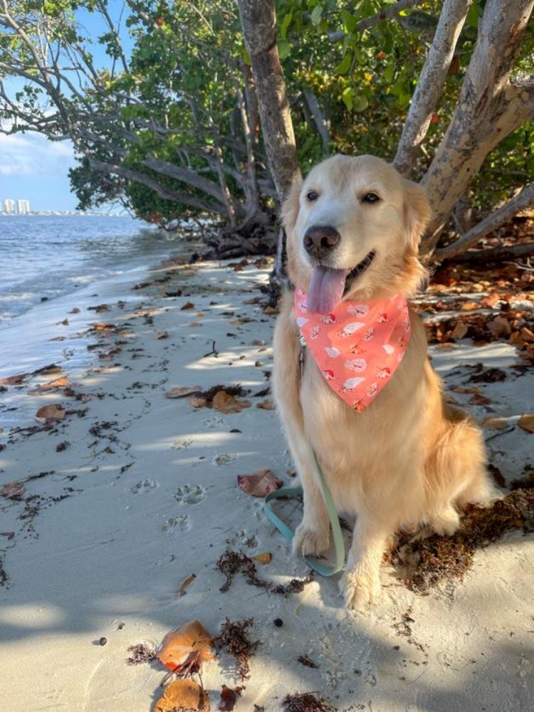 Hermit Crabs Bandana