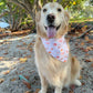 Hermit Crabs Bandana