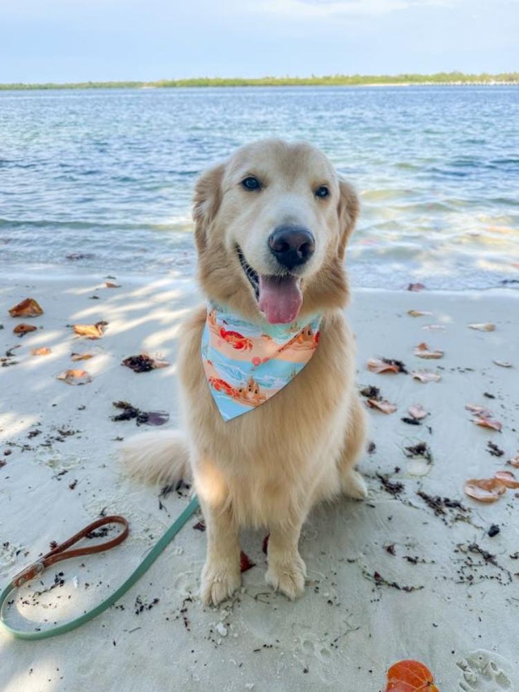 Sandcastle Crabs Bandana