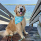 Trigger Fish Bandana