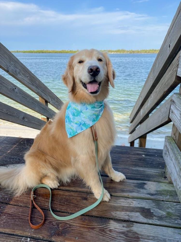 Trigger Fish Bandana