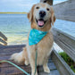 Trigger Fish Bandana