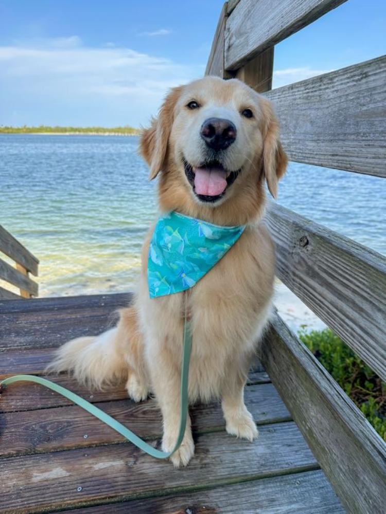 Trigger Fish Bandana