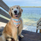 Bees at the Beach Bandana