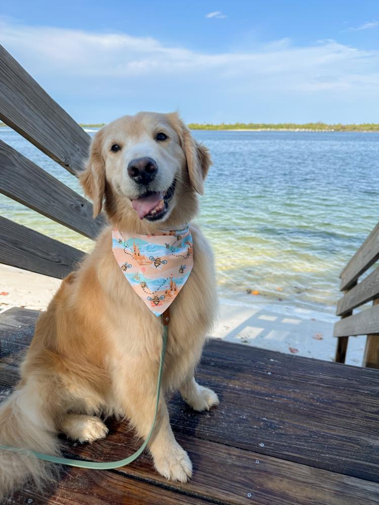 Bees at the Beach Bandana
