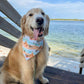 Bees at the Beach Bandana