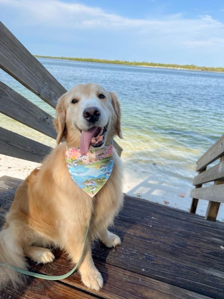 Sandpipers Bandana