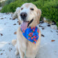 Firecracker Plants Bandana