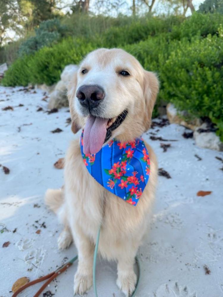 Firecracker Plants Bandana