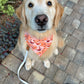 Wrens and Pinecones Bandana