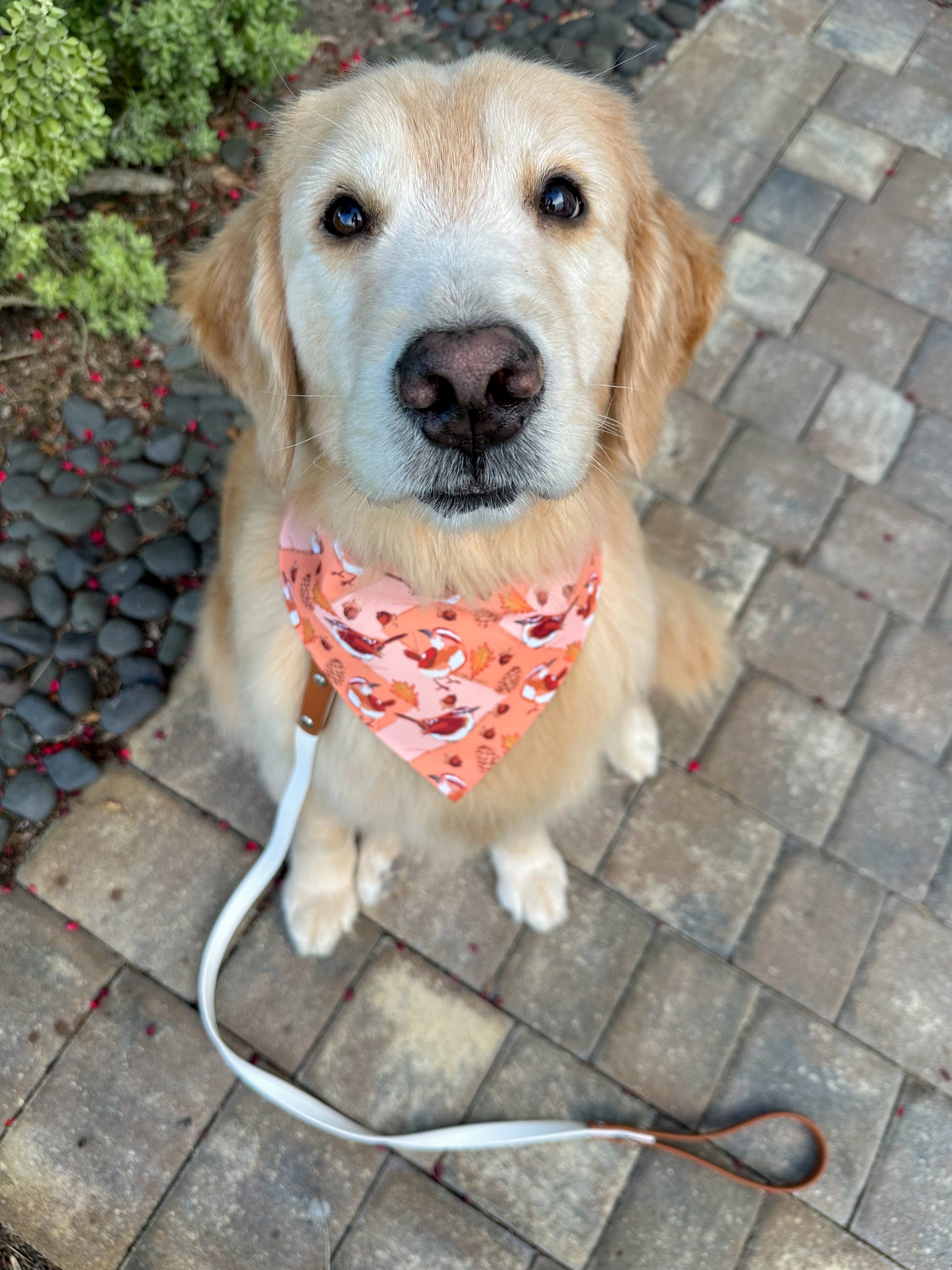 Wrens and Pinecones Bandana