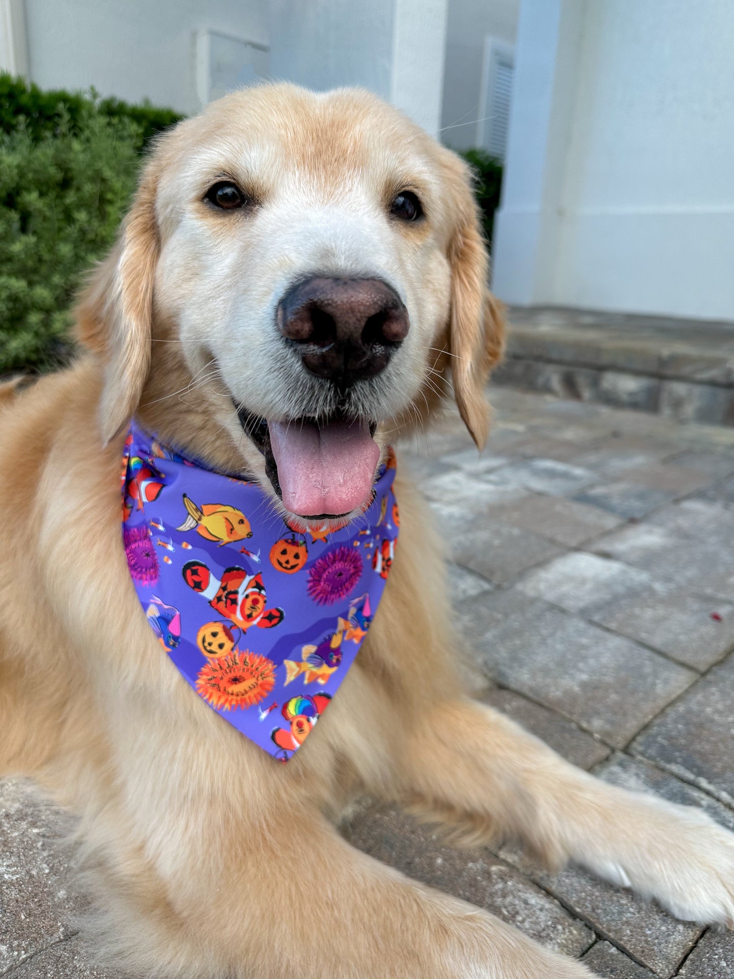 Clown Fish Trick or Treat Bandana