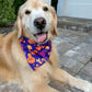 Clown Fish Trick or Treat Bandana